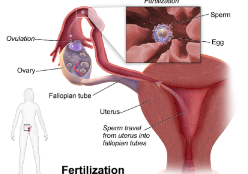 Ovulation, Natural Womanhood, Human fertilization, Blausen Ovulation, Natural Womanhood, Human fertilization, Blausen
